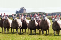 15439897_228101680934725_3978604102689176599_n