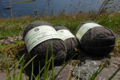 Lammermuir Dark Moorit