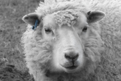 Lammermuir Morag BW (1)