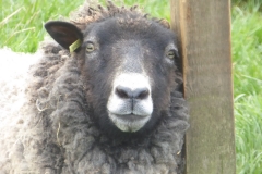 Lammermuir Toft
